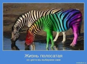 4 жизнь полосатая.jpeg